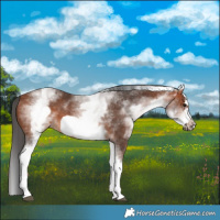 Horse Color:White Spotted Bay Frame 