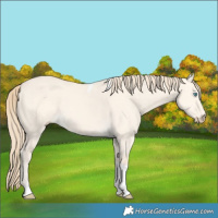 Horse Color:Perlino Dun Tobiano
