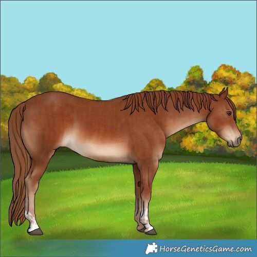 Horse Color:Chestnut  and Chestnut 