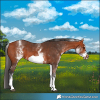 Horse Color:White Spotted Bay Frame 