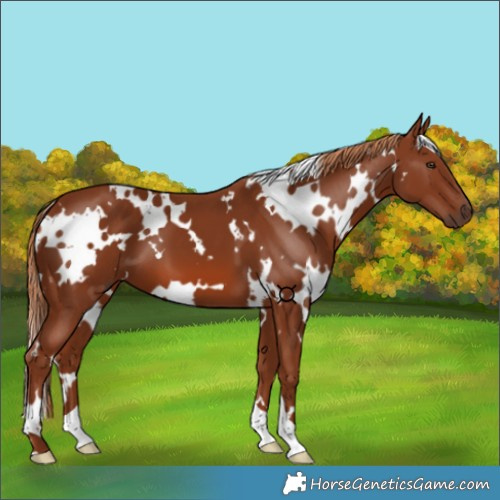 Horse Color:White Spotted Chestnut 