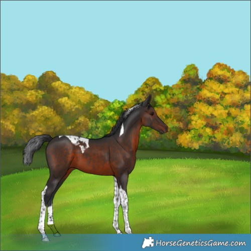 Horse Color:Brown Tobiano 