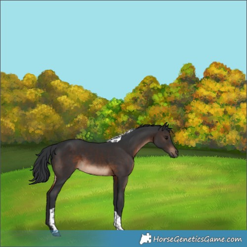 Horse Color:Brown Tobiano 