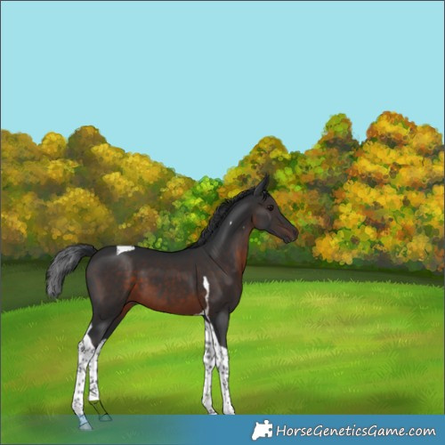 Horse Color:Brown Tobiano 