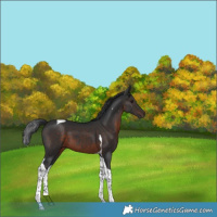 Horse Color:Brown Tobiano 