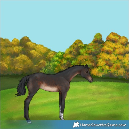 Horse Color:Brown Tobiano 