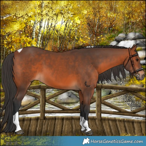 Horse Color:Bay Tobiano