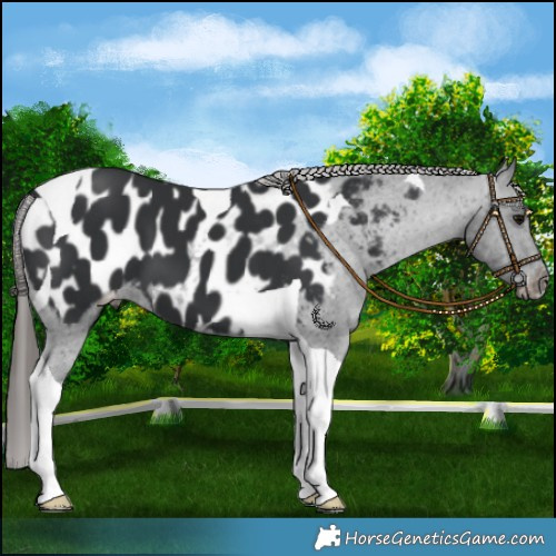 Horse Color:Black Tobiano Blanket 