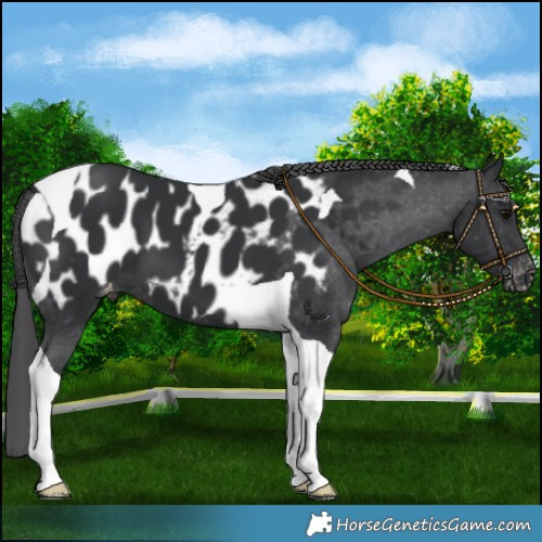 Horse Color:Black Tobiano Appaloosa
