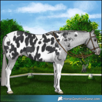 Horse Color:Black Tobiano Blanket 