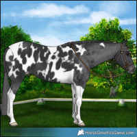 Horse Color:Black Tobiano Blanket 