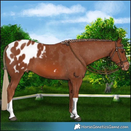 Horse Color:Chestnut Tobiano Appaloosa
