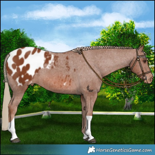 Horse Color:Chestnut Tobiano Blanket 