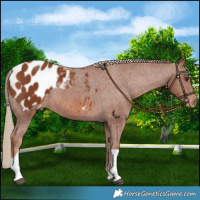 Horse Color:Chestnut Tobiano Blanket 