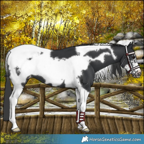 Horse Color:Black Tobiano Frame Appaloosa 