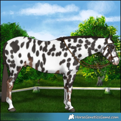Horse Color:Liver Chestnut Tobiano Appaloosa