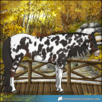 Horse Color:Liver Chestnut Tobiano Frame Near Leopard 