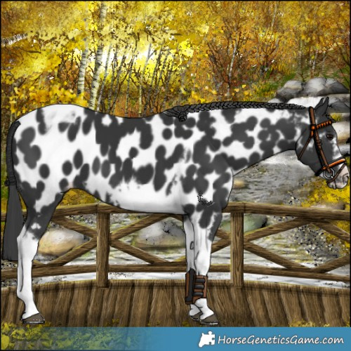 Horse Color:Black Tobiano Frame Appaloosa 