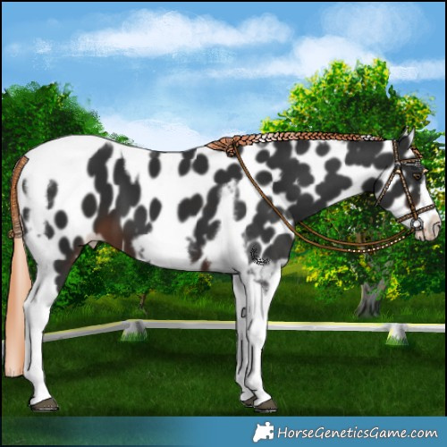 Horse Color:Liver Chestnut Tobiano Frame Appaloosa