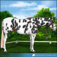 Horse Color:Liver Chestnut Tobiano Frame Appaloosa 