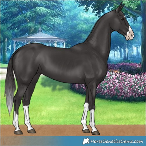Horse Color:Smoky Black Splash 