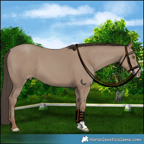Horse Color:Classic Champagne 