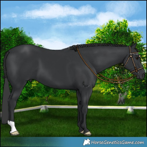 Horse Color:Black 
