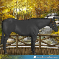 Horse Color:Black 