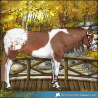 Horse Color:Chestnut Tobiano Frame Snowcap 