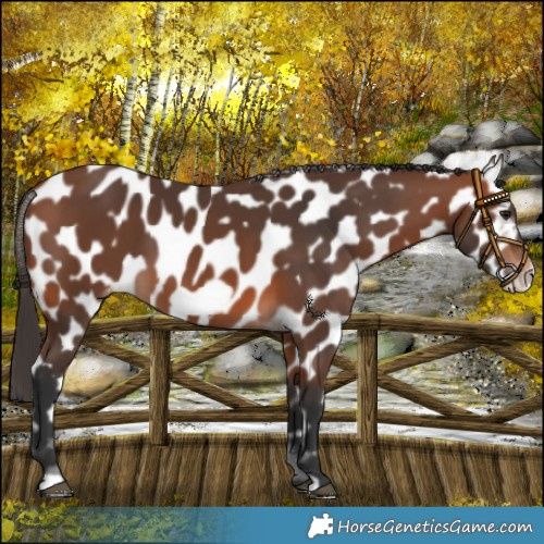 Horse Color:Bay Frame Appaloosa 