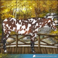 Horse Color:Bay Frame Near Leopard