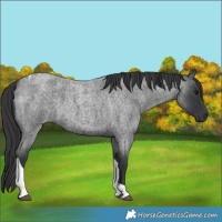 Horse Color:Blue Roan Tobiano 