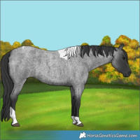 Horse Color:Blue Roan Tobiano 