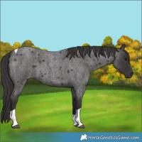 Horse Color:Smoky Blue Roan Tobiano
