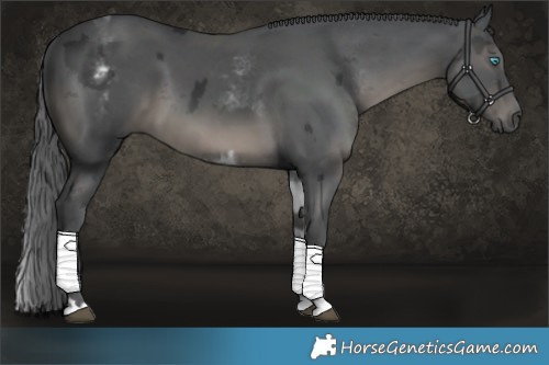 Horse Color:Black Merle  and White Spotted Black Merle 