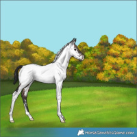 Horse Color:Brown Dun Tobiano Appaloosa Brindle 