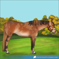 Horse Color:Chestnut  and Bay 
