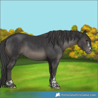 Horse Color:Smoky Black and Black