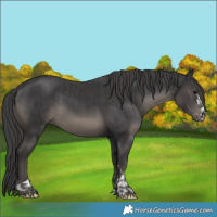 Horse Color:Smoky Black  and Black 