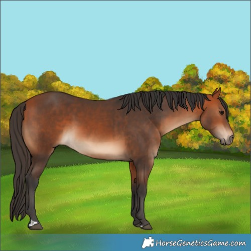 Horse Color:Bay  and Bay 