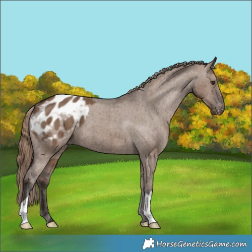Horse Color:Liver Red Dun Appaloosa Brindle 