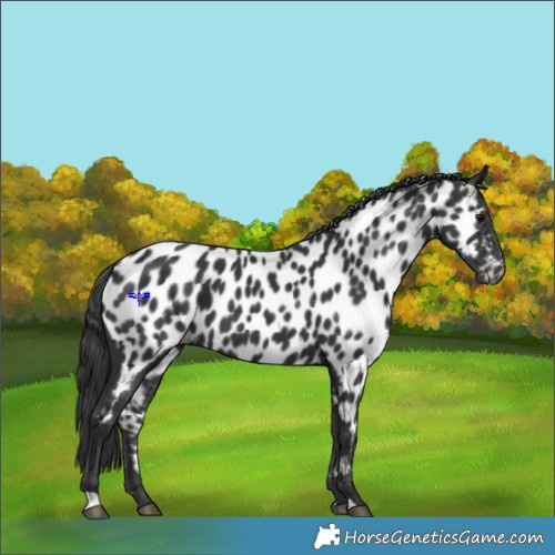 Horse Color:Black Appaloosa