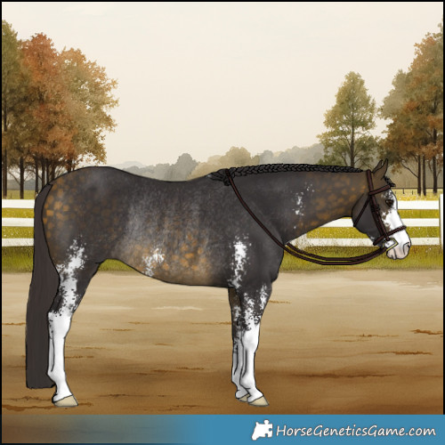 Horse Color:Buckskin Sabino Rabicano 