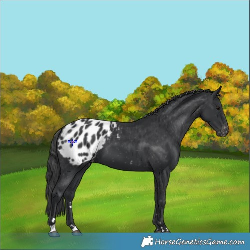 Horse Color:Black Appaloosa