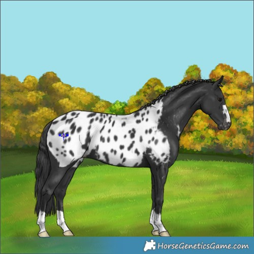 Horse Color:Black Appaloosa 