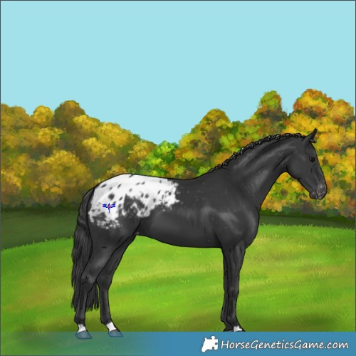 Horse Color:Black Appaloosa