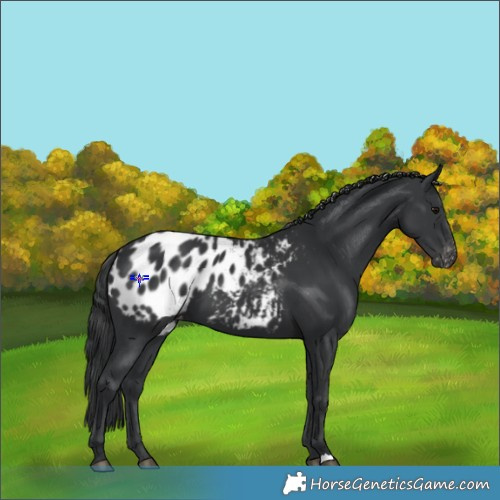 Horse Color:Black Appaloosa