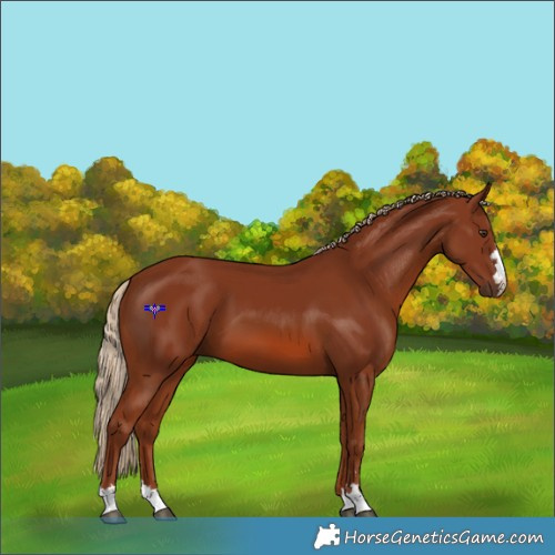 Horse Color:Chestnut 