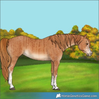 Horse Color:Chestnut and Chestnut