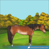 Horse Color:Bay and Bay